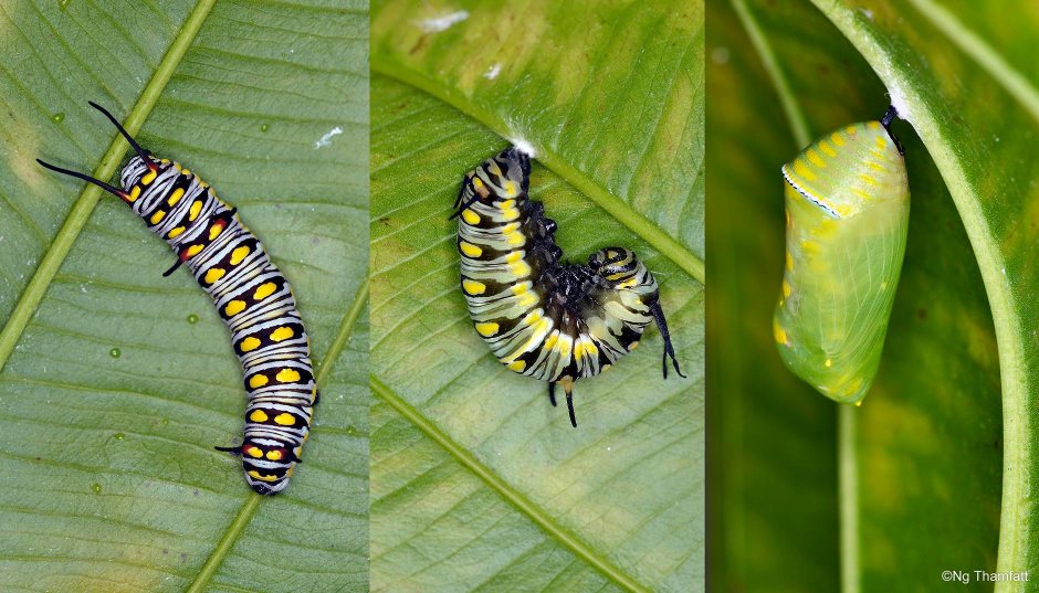 Danaus chrysippus, butterfly, plain tiger, Nymphalidae, Danainae