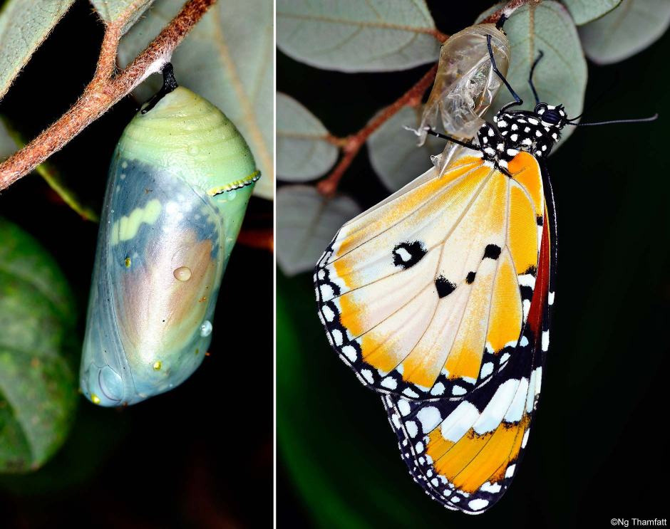 Danaus chrysippus, butterfly, plain tiger, Nymphalidae, Danainae, pupa