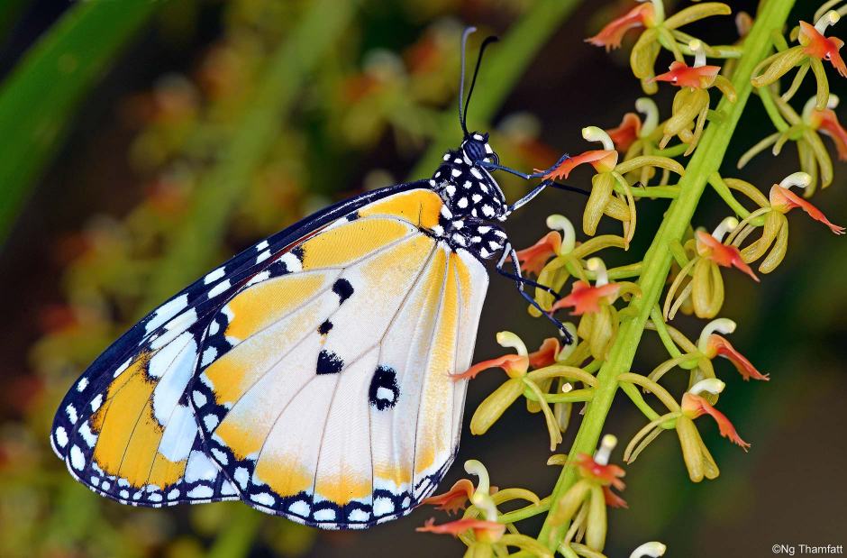 Danaus chrysippus, butterfly, plain tiger, Nymphalidae, Danainae, Liparis lacerata