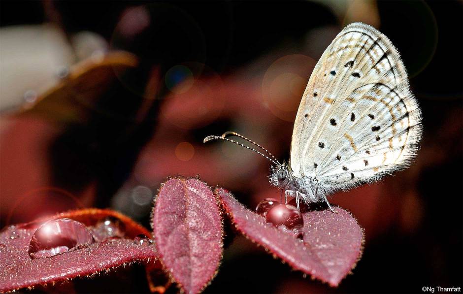 Zizula hylax pygmae, butterfly