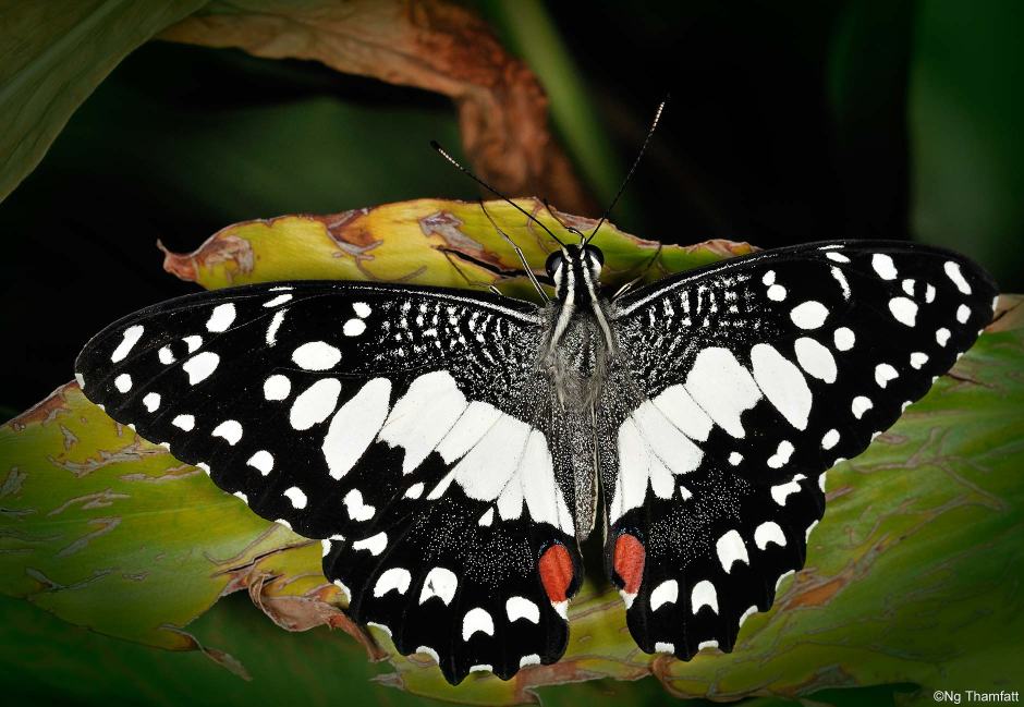 Papilio demoleus, lime butterfly, Papilionidae