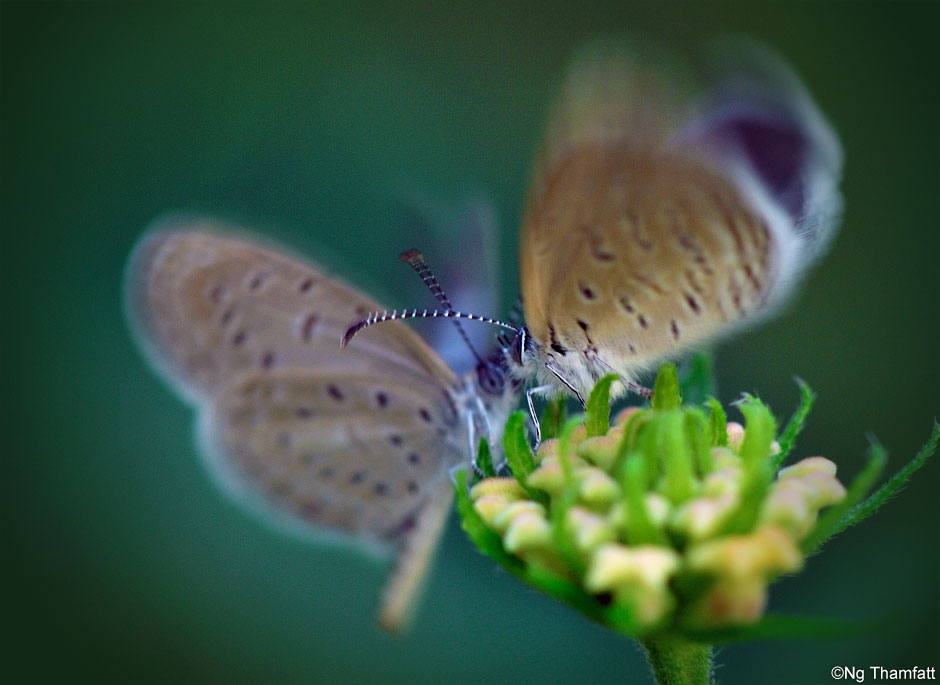 Zizula hylax pygmae, butterfly, courting