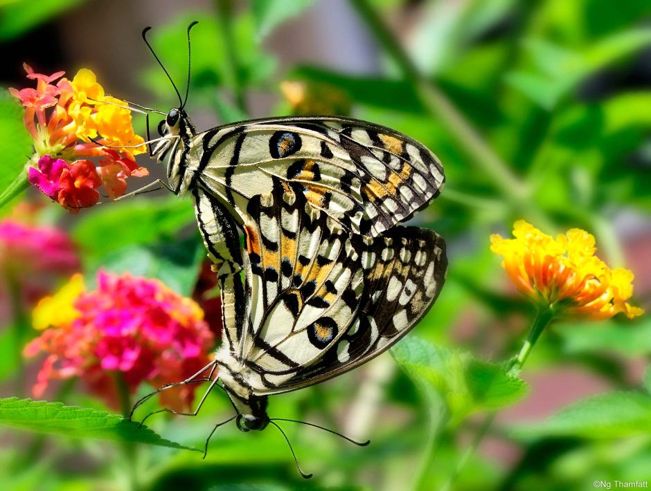 Papilio demoleus, lime butterfly, Papilionidae, mating