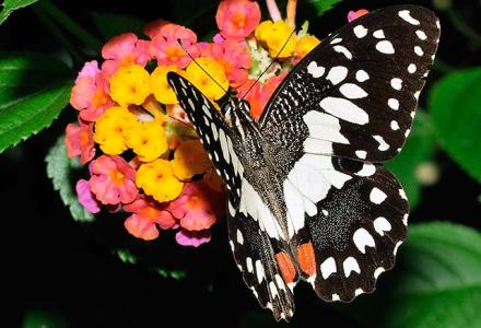 Papilio demoleus, lime butterfly, Papilionidae