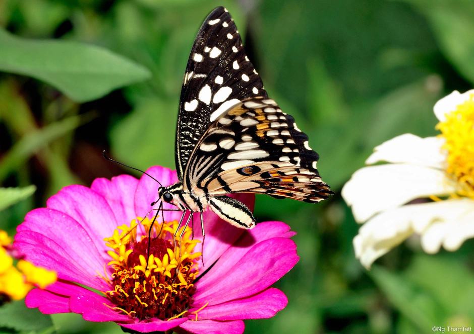 Papilio demoleus, lime butterfly, Papilionidae, Zinnia