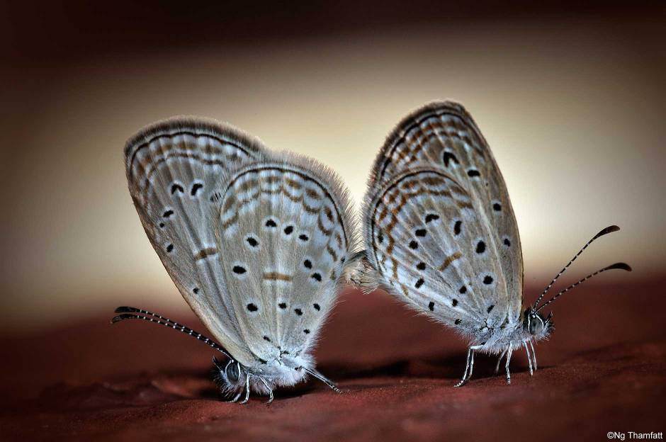 Zizula hylax pygmae, butterfly, mating