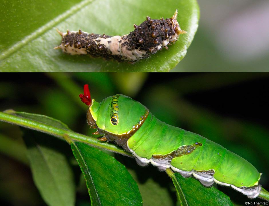 Papilio demoleus, lime butterfly, Papilionidae, larvae