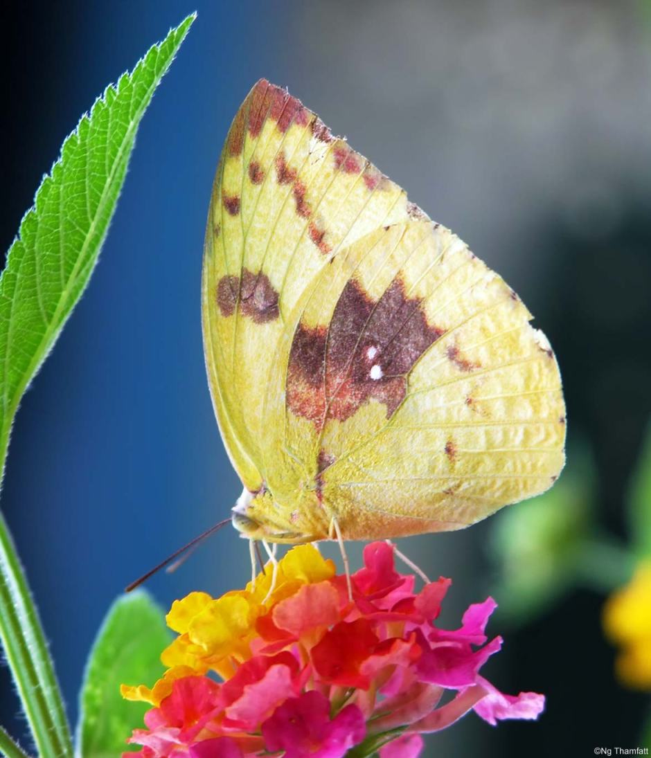 Catopsilia pomona, lemon migrant, Pieridae, butterfly