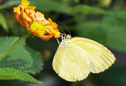Eurema hecabe, common grass yellow, Pieridae, butterfly, Lantana