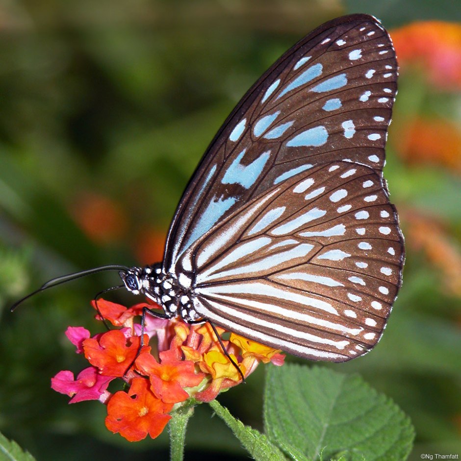 Ideopsis vulgaris, blue glassy tiger, butterfly Nymphalidae, Lantana camara