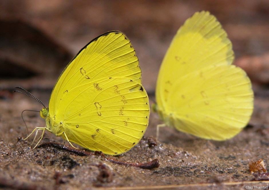 Eurema hecabe, common grass yellow, Pieridae, butterfly