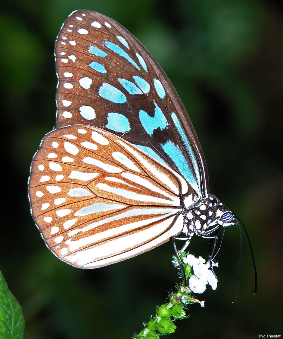 Ideopsis vulgaris, blue glassy tiger, butterfly Nymphalidae