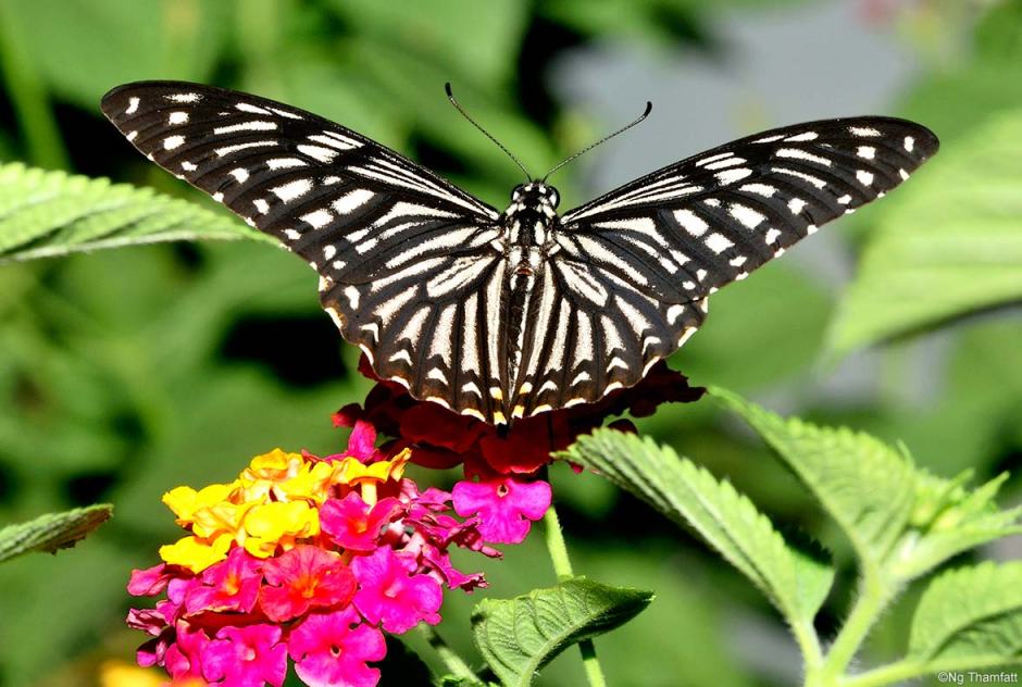 Chilasa clytia, common mime, Papilionidae, butterfly, Lantana camara